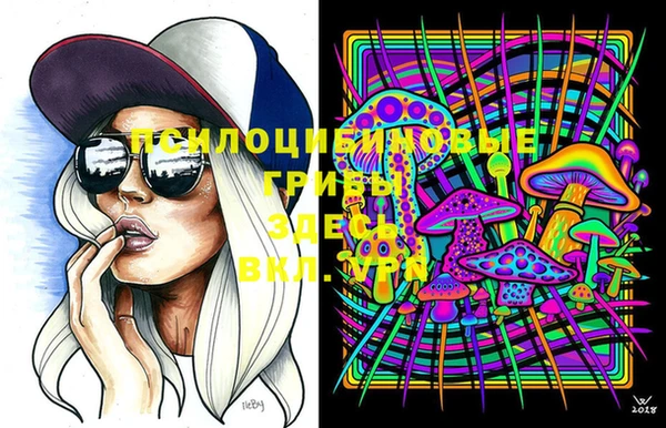стаф Вязьма